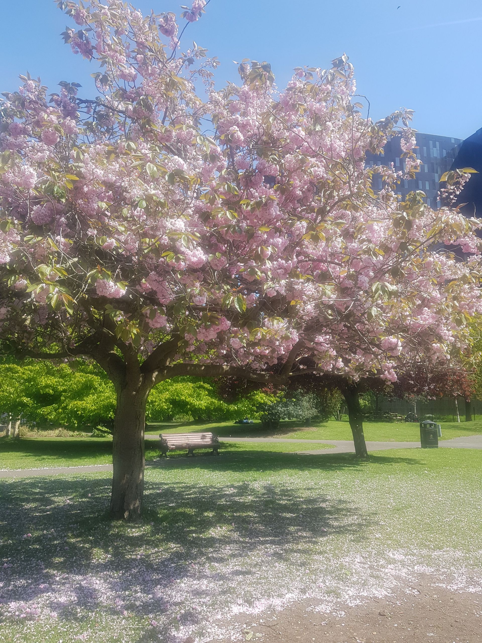 Picture of a blossom tree in Victoria Park